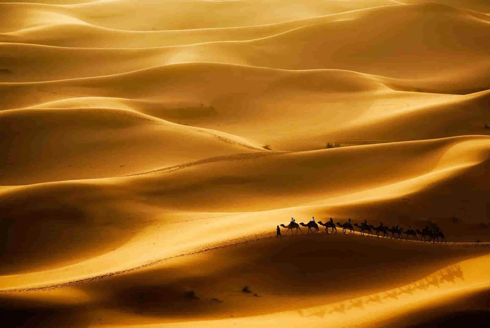 Camel caravan crossing Moroccan sand dunes