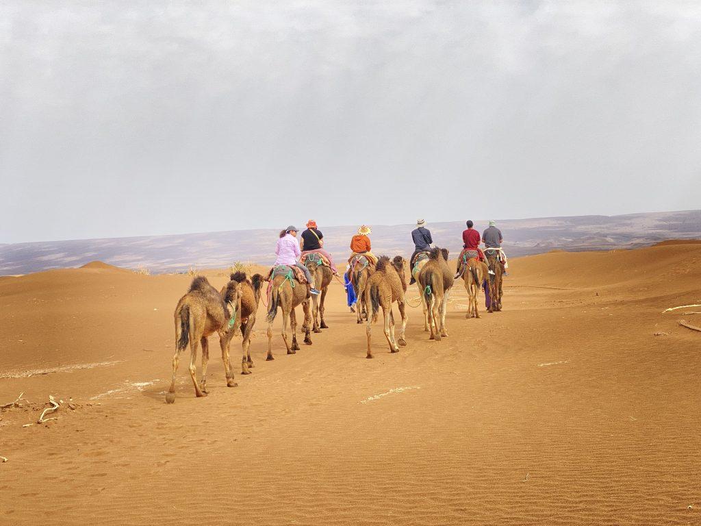 Camel trekking in Erg Chigaga dunes