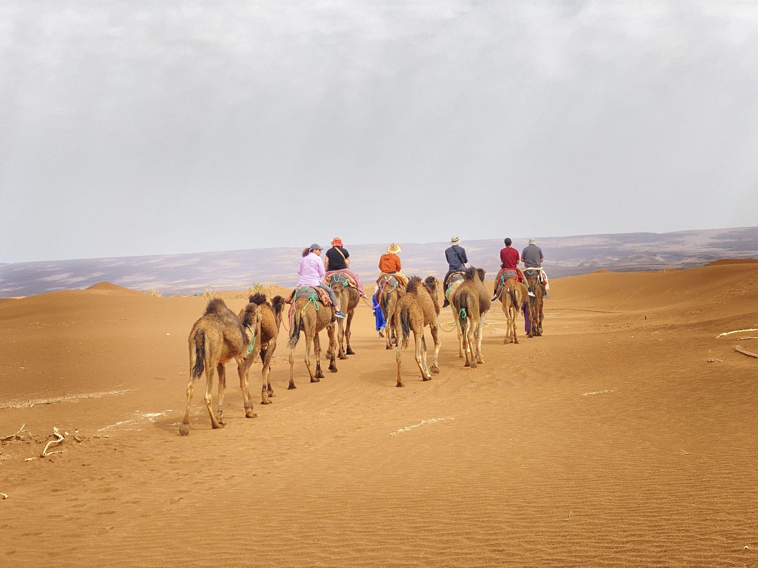 Camel trekking in Erg Chigaga dunes